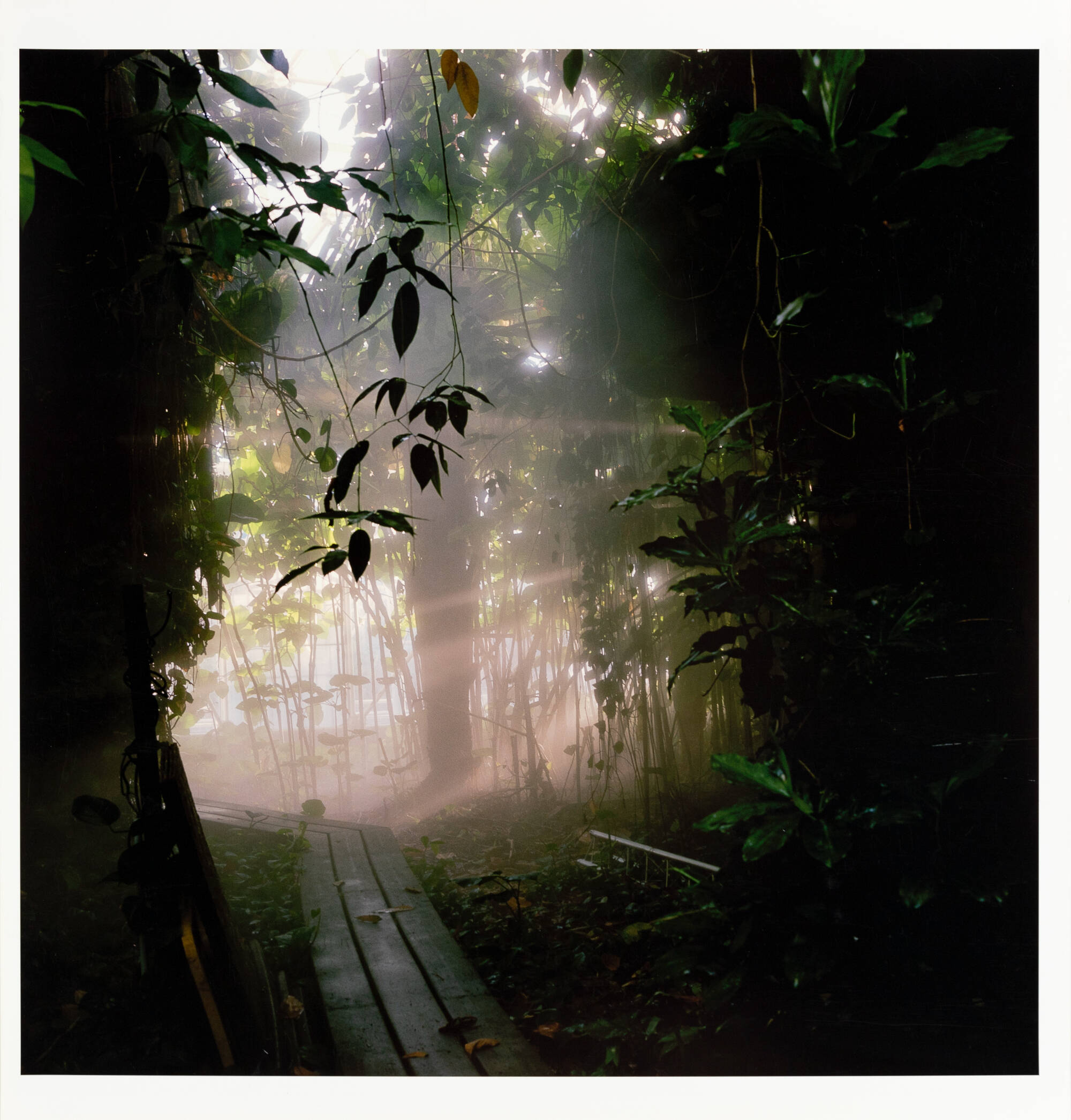 Dark photograph of an interior space with lots of plants and a track.